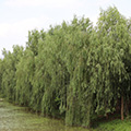 中山杉_大葉女貞_水杉_落羽杉-鹽城市大豐區(qū)世博林業(yè)專(zhuān)業(yè)合作社